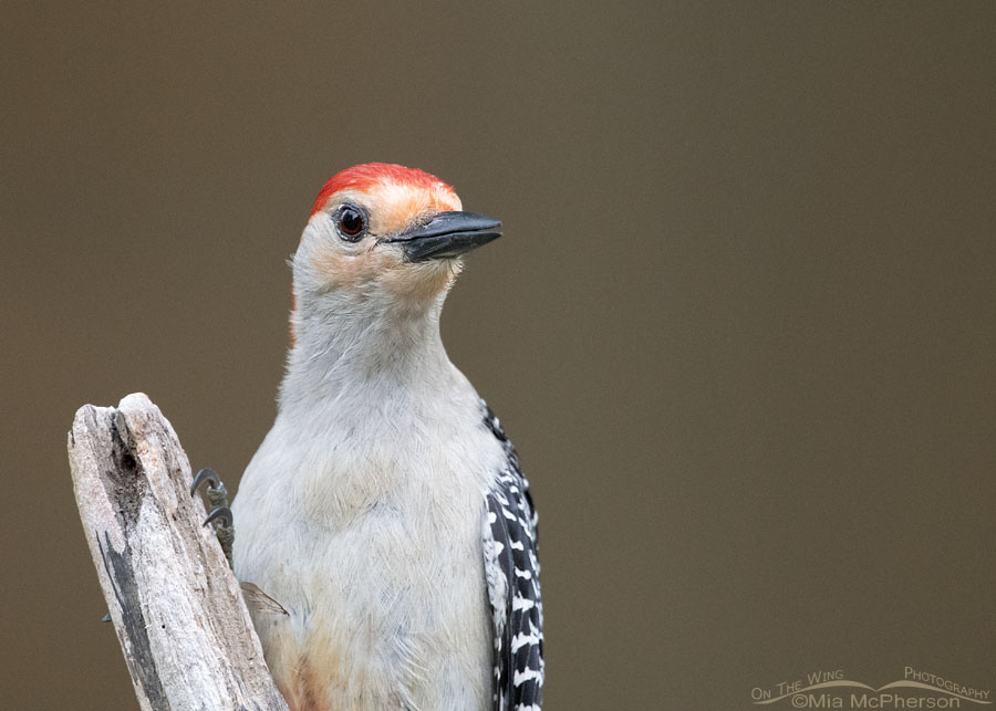Close up Red-bellied Woodpecker male, Sebastian County, Arkansas