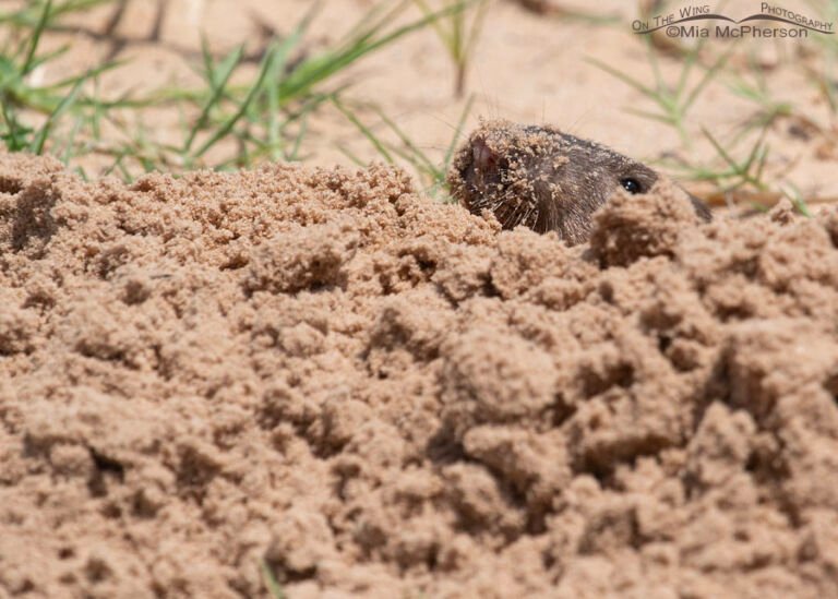 Baird’s Pocket Gopher Photos In Oklahoma Mia McPherson's On The Wing