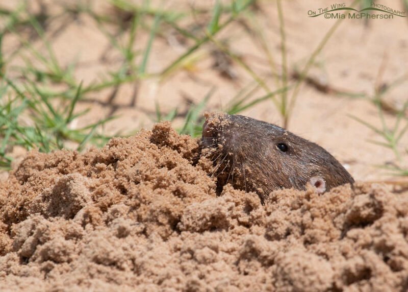 Baird’s Pocket Gopher Photos In Oklahoma Mia McPherson's On The Wing