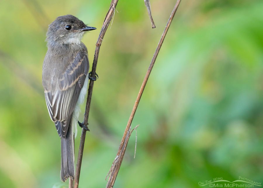 Young Eastern Phoebe In Oklahoma - Mia McPherson's On The Wing