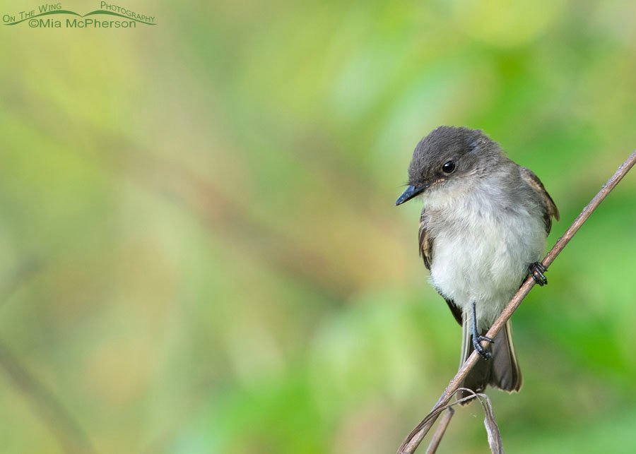 Perched young Eastern Phoebe in Oklahoma, Tishomingo National Wildlife Refuge, Johnston County