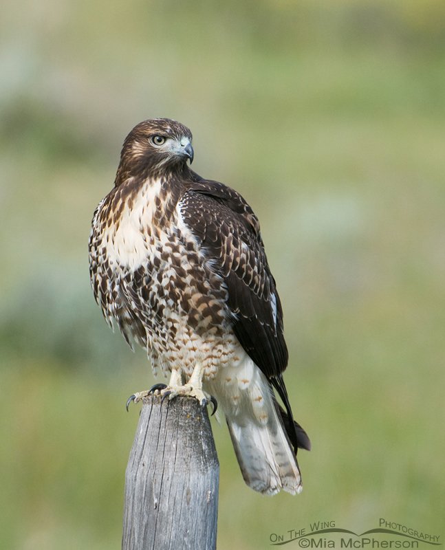 Red-tailed Hawk juvenile along the road to Red Rock Lakes NWR, Centennial Valley, Beaverhead County, Montana