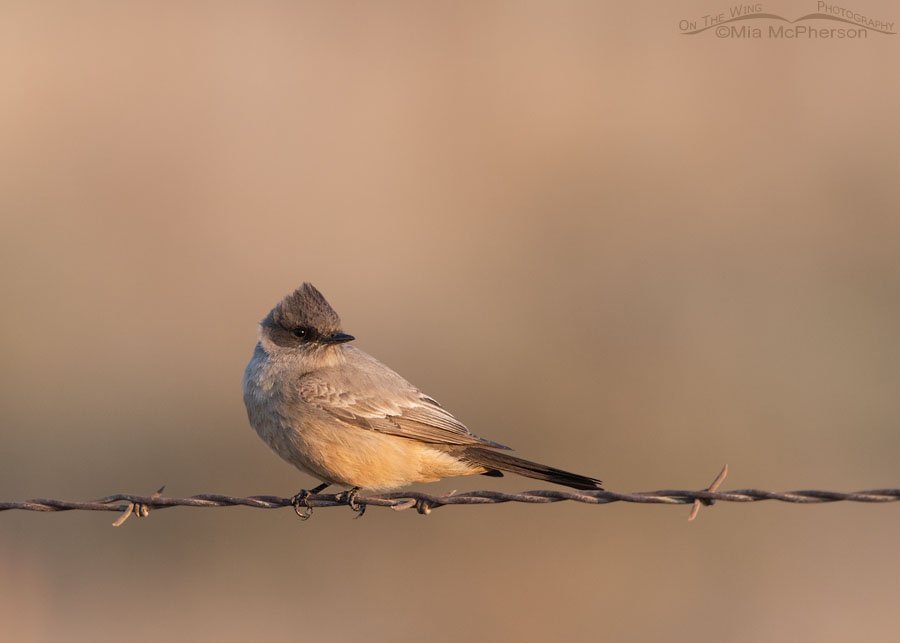 Adult Say's Phoebe in Utah's West Desert, Tooele County, Utah