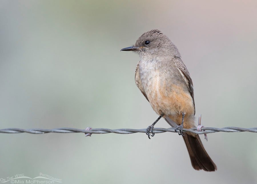 Adult Say's Phoebe perched on a fence, Box Elder County, Utah