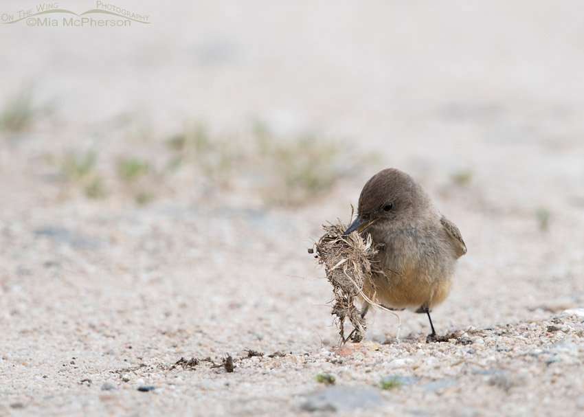 Say's Phoebe picking up nesting material, Antelope Island State Park, Davis County, Utah