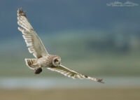 Male Short-eared Owl with prey for his young, Red Rock Lakes National Wildlife Refuge, Centennial Valley, Beaverhead County, Montana