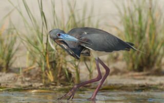 Tricolored Heron trying to sneak by