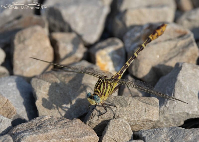 Lifer Flagtailed Spinyleg Dragonfly Photos Mia McPherson's On The