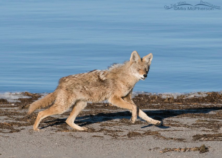 Coyote running on the shoreline of the Great Salt Lake, Antelope Island