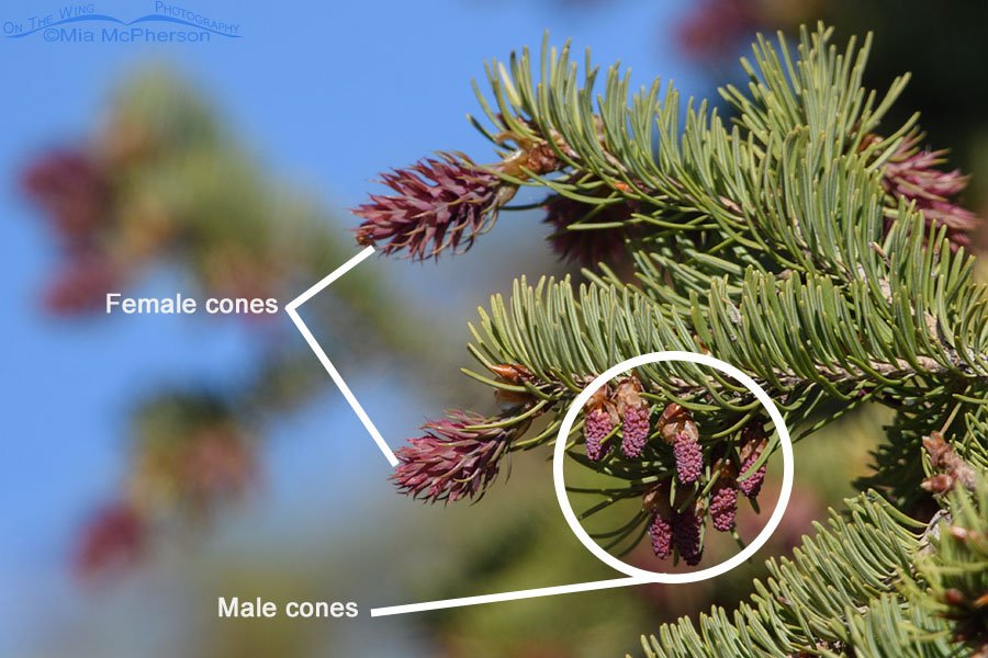 Female and male cones on a Douglas Fir in spring - Outlined