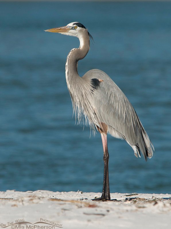 Great Blue Heron in front of the beautiful Gulf, Fort De Soto County Park, Pinellas County, Florida
