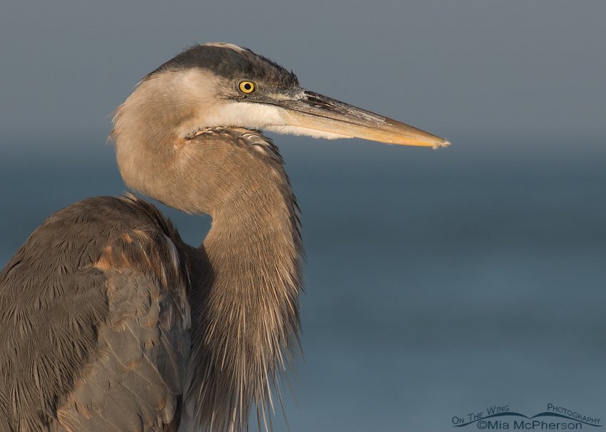 Immature Great Blue close up, Fort De Soto County Park, Pinellas County, Florida