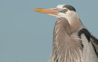 A Great Blue Heron up close