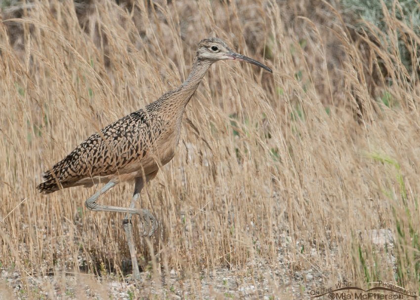 Juvenile Long-billed Curlew on Antelope Island, Davis County, Utah