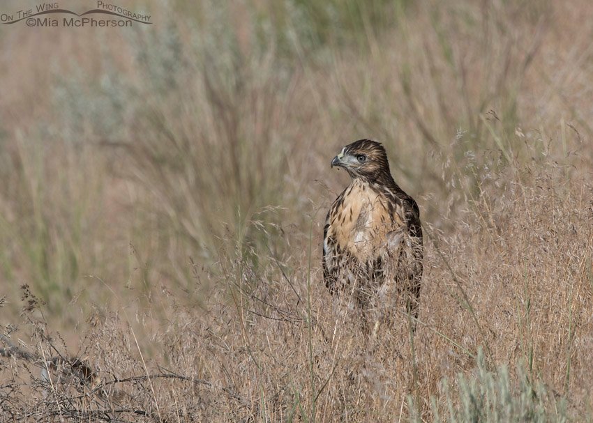 Fledgling Red-tailed Hawk in the grasses, Box Elder County, Utah