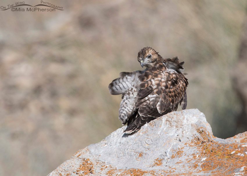 Fledgling Red-tailed Hawk preening on a lichen encrusted rock, Box Elder County, Utah