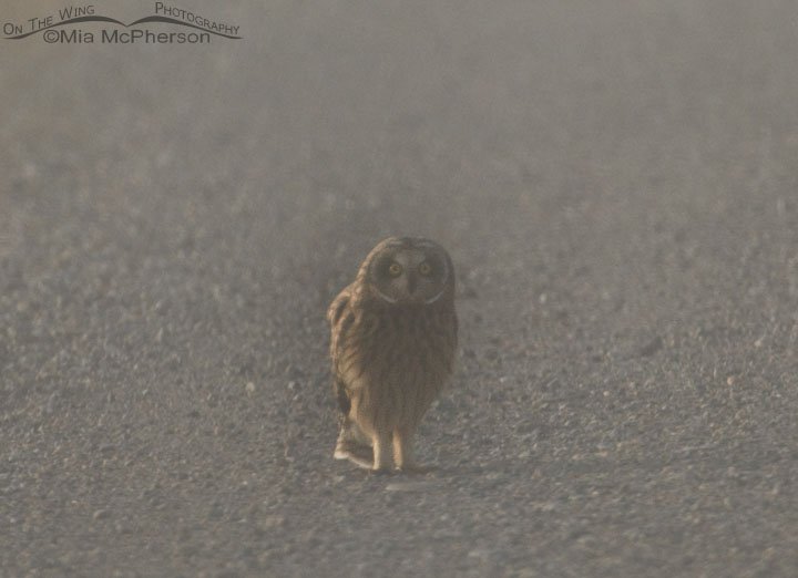 Female Short-eared Owl on the road in the fog, Red Rock Lakes National Wildlife Refuge, Centennial Valley, Beaverhead County, Montana