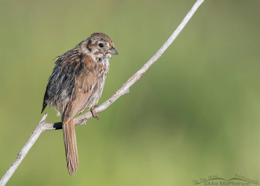 Messy immature Song Sparrow, Wasatch Mountains, Summit County, Utah