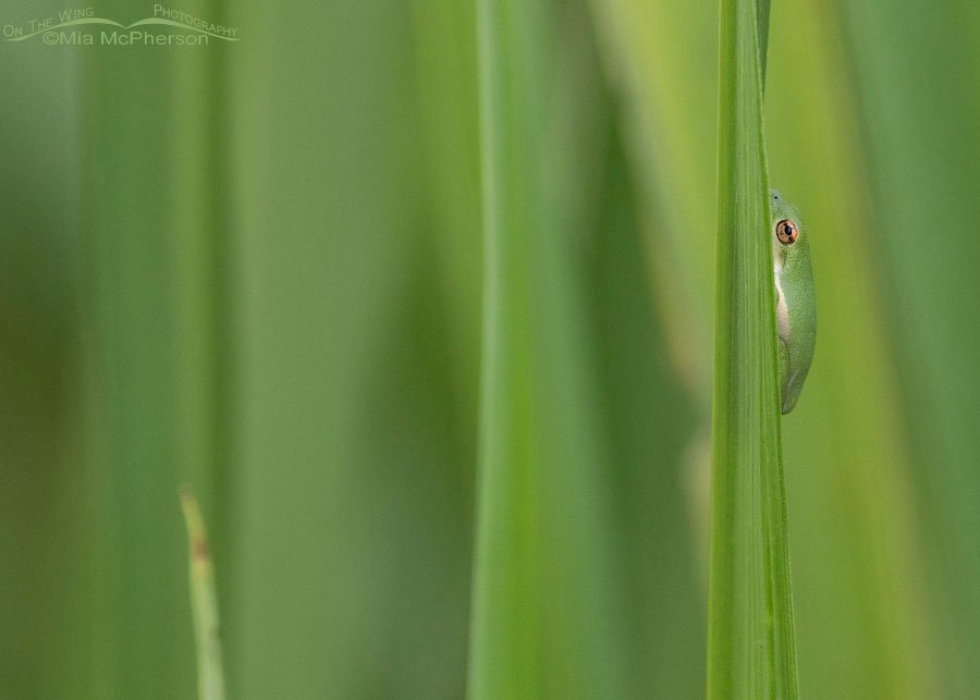 Nearly hidden Green Tree Frog, Sequoyah National Wildlife Refuge, Oklahoma