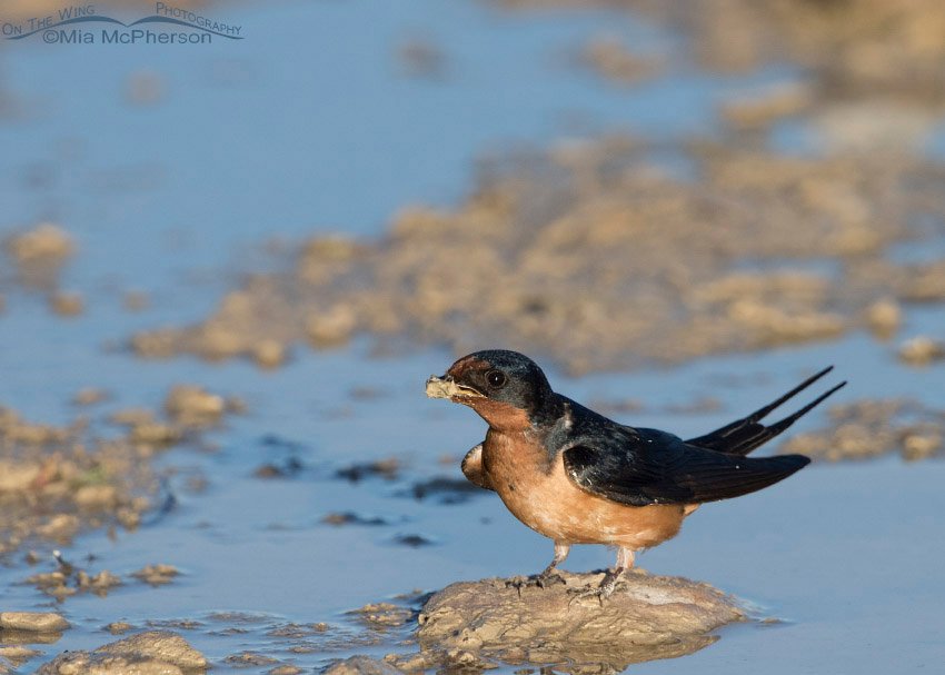 Barn Swallow with a bill full of mud, Antelope Island State Park, Davis County, Utah