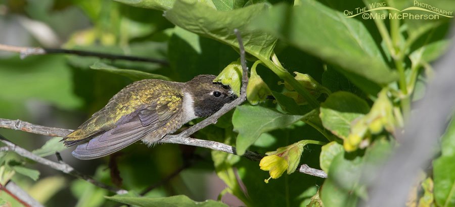 Male Black-chinned Hummingbird sipping nectar while perched, Wasatch Mountains, Summit County, Utah