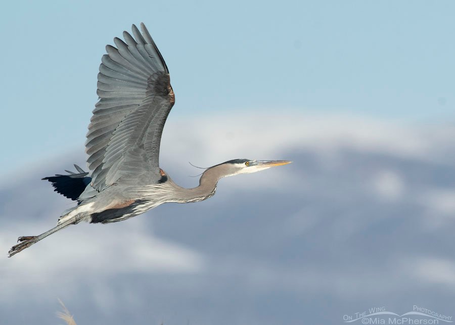 Winter Great Blue Heron in flight in front of the Wasatch Range, Bear River Migratory Bird Refuge, Box Elder County, Utah