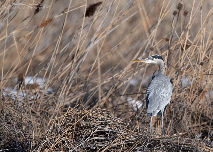 Great Blue Heron on a windy winter day, Bear River Migratory Bird Refuge, Box Elder County, Utah