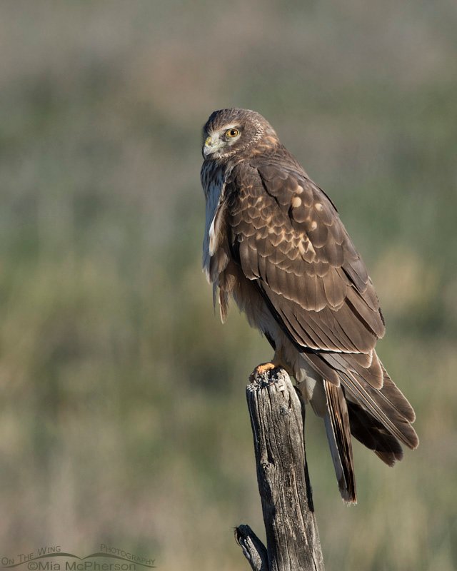 First Spring Northern Harrier perched on a wooden post in Box Elder County, Utah