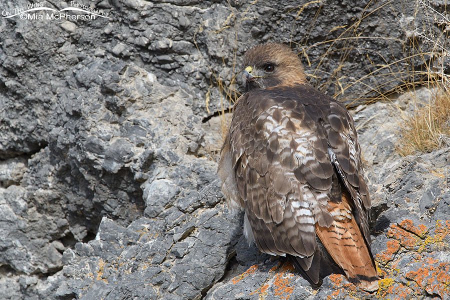 Adult Red-tailed Hawk warming up on some rocks, Box Elder County, Utah