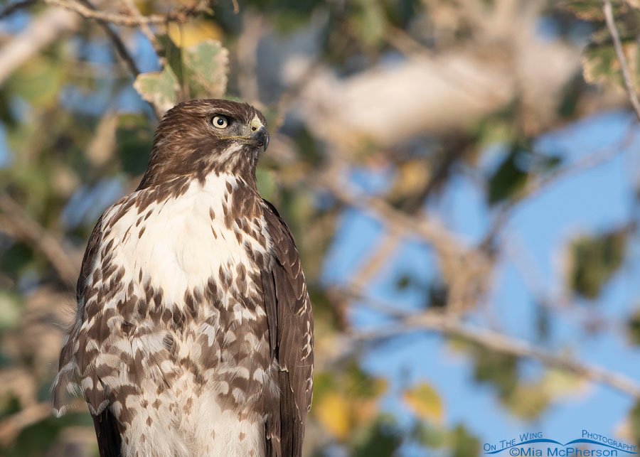 Portrait of a young Red-tailed Hawk resting in a tree, Farmington Bay WMA, Davis County, Utah