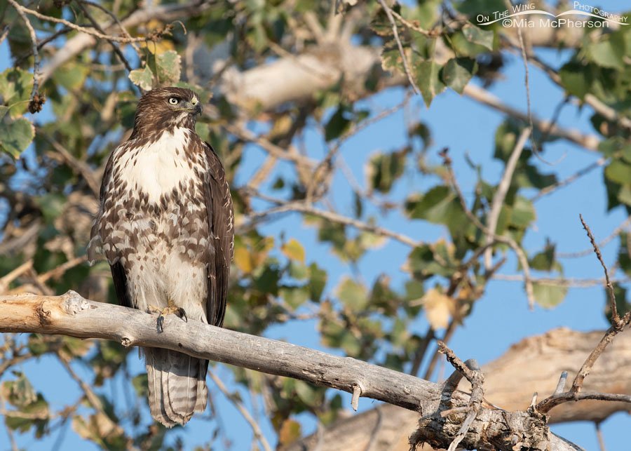 Immature Red-tailed Hawk at rest, Farmington Bay WMA, Davis County, Utah
