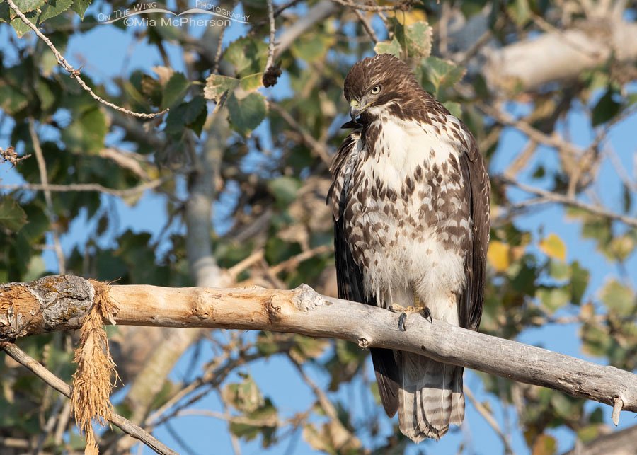 Immature Red-tailed Hawk in a cottonwood tree, Farmington Bay WMA, Davis County, Utah