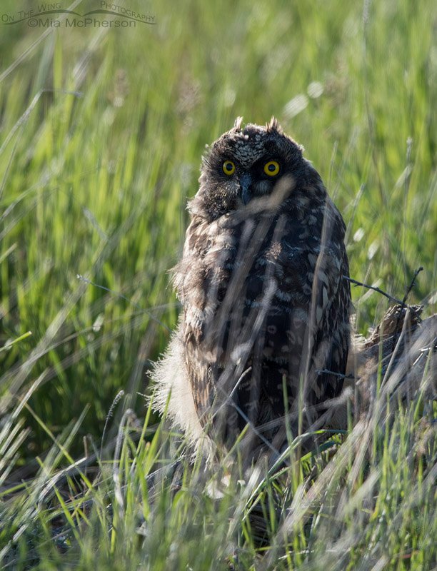 Very young Short-eared Owl chick, Box Elder County, Utah