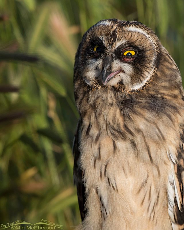 Short-eared Owl fledgling fluttering its gular sac, Box Elder County, Utah