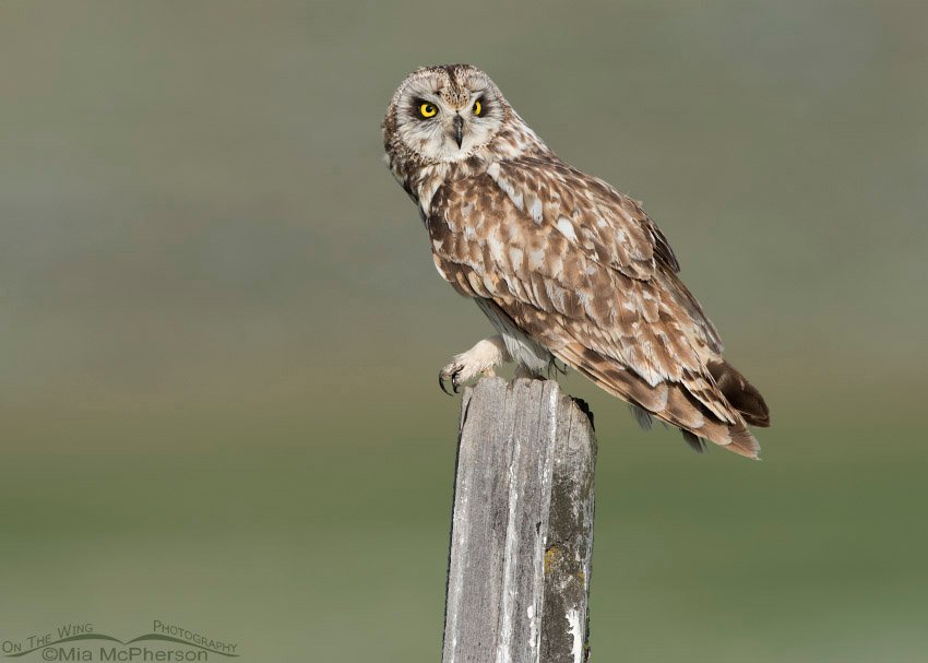 Short-eared Owl male watching a bird in the distance, Box Elder County, Utah