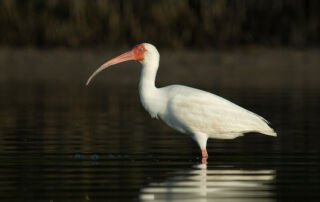 White Ibis feeding with dark mangrove reflections