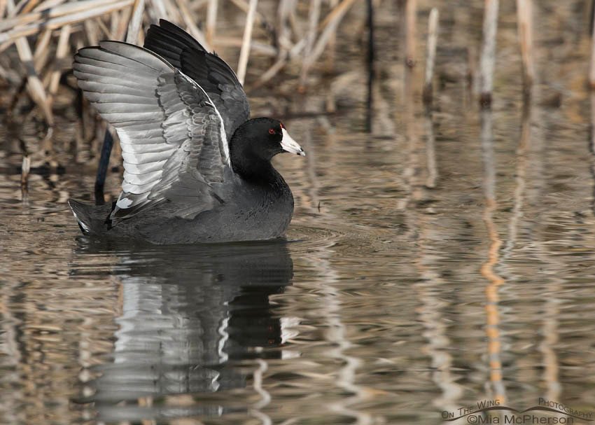 American Coot starting to flap its wings on the water at Bear River Migratory Bird Refuge, Box Elder County, Utah