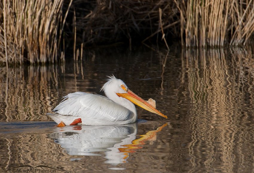 American White Pelican cruising the water at Bear River MBR, Box Elder County, Utah
