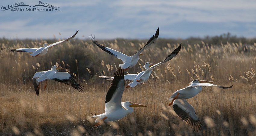 American White Pelicans lifting off from Locomotive Springs, Box Elder County, Utah