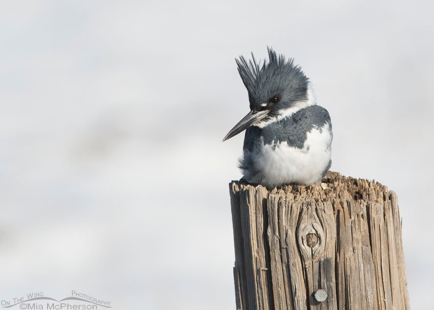 Male Belted Kingfisher and snow, Farmington Bay WMA, Davis County, Utah