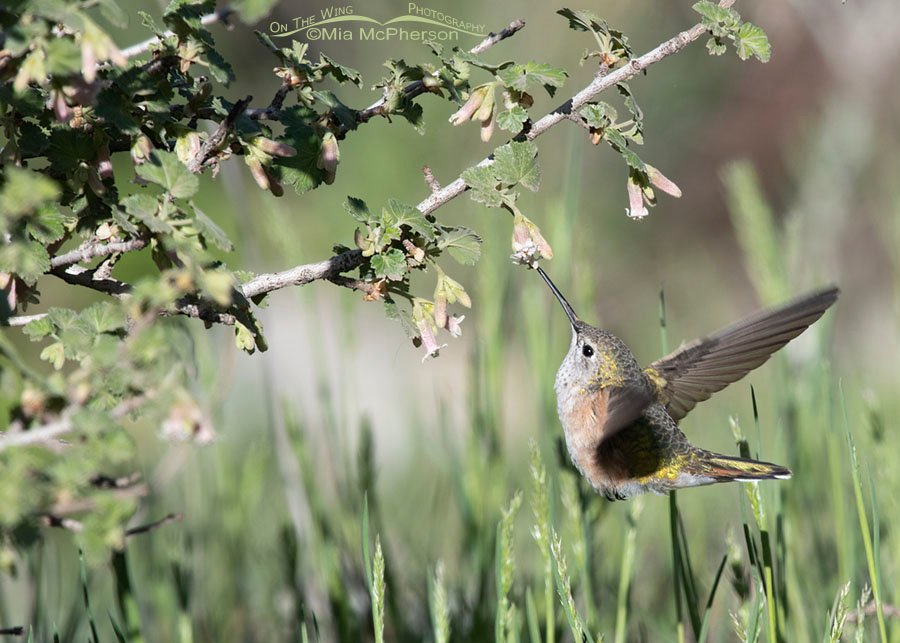 Broad-tailed Hummingbird female feeding on the nectar of a Wax Currant, West Desert, Tooele County, Utah