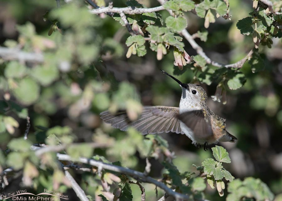 Broad-tailed Hummingbird female hovering under a Wax Currant flower, West Desert, Tooele County, Utah