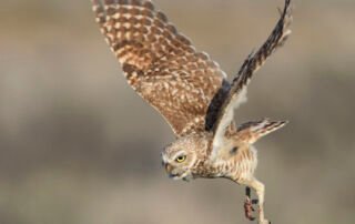 Adult Burrowing Owl in flight