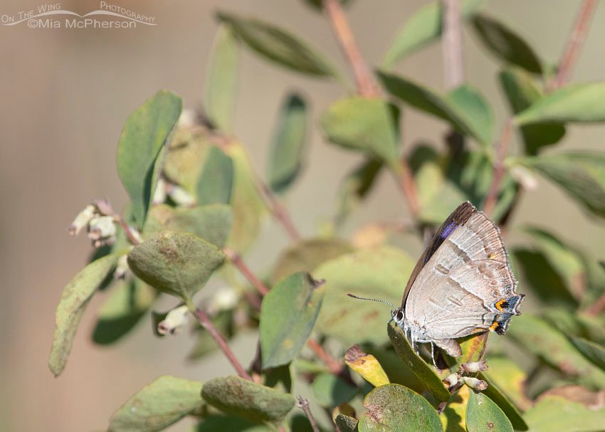 Resting Colorado Hairstreak Butterfly, Wasatch Mountains, Morgan County, Utah