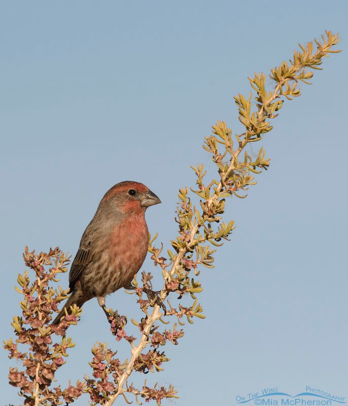 Male House Finch perched on a Greasewood branch, Farmington Bay WMA, Davis County, Utah