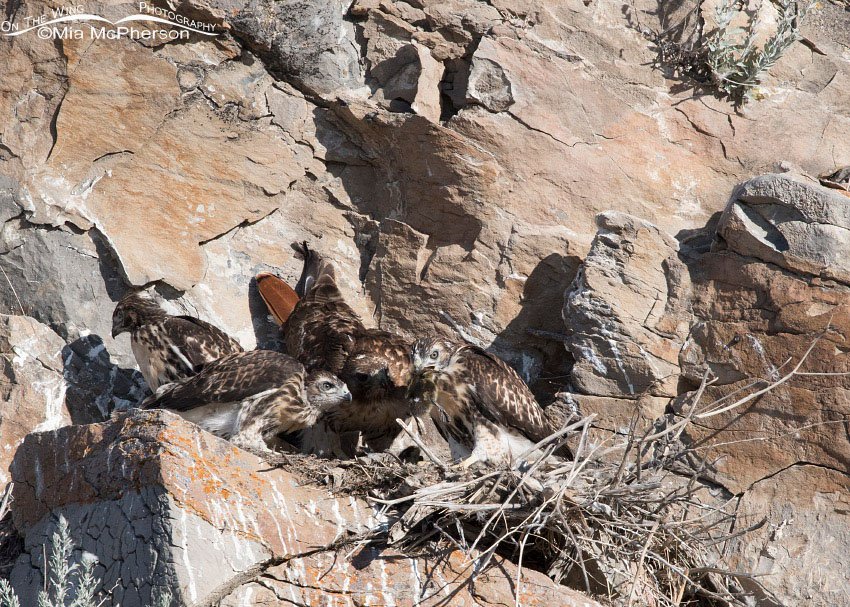 Red-tailed Hawk chick eating the duckling, Box Elder County, Utah