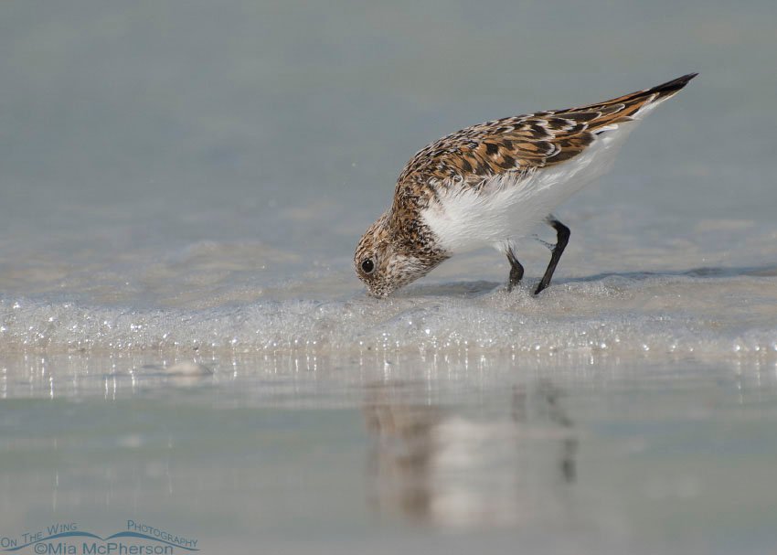 Sanderling nearly in breeding plumage, Fort De Soto County Park, Pinellas County, Florida
