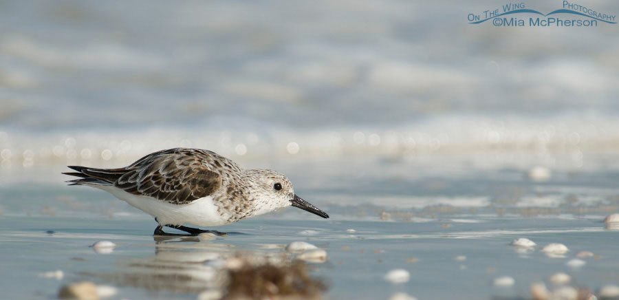 Crouching Sanderling, Honeymoon Island State Park, Pinellas County, Florida