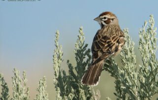 Back view of a Lark Sparrow