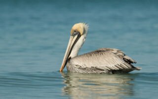 Brown Pelican adult floating on the Gulf of Mexico